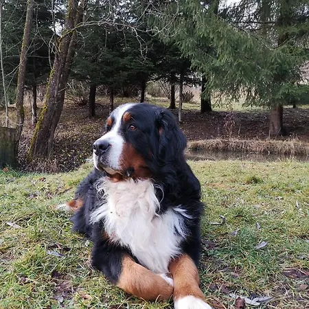 Guest house Zazrifka Zazriva