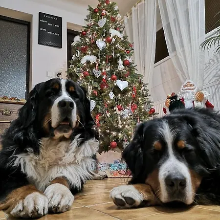 Guest house Zazrifka