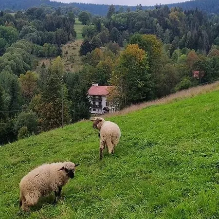 Zazrifka Guest house 4*